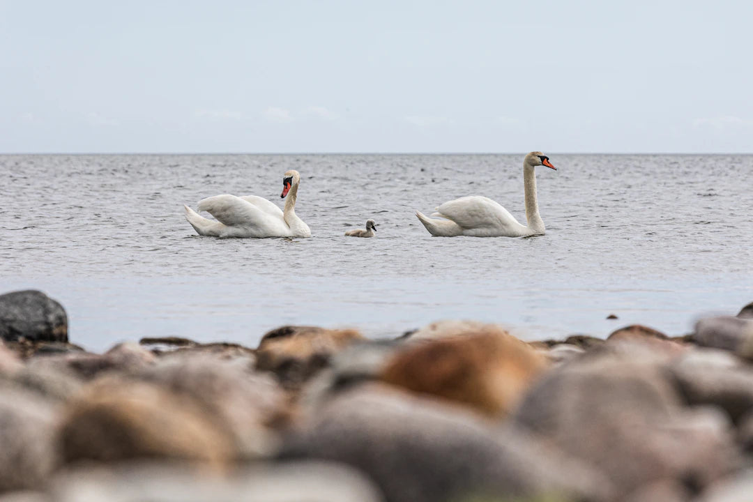 Swim Safely Essential Tips for Beginners